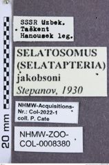 Etiketten zu Selatosomus jakobsoni (Stepanov, 1930) (NHMW-ZOO-COL-0008380)